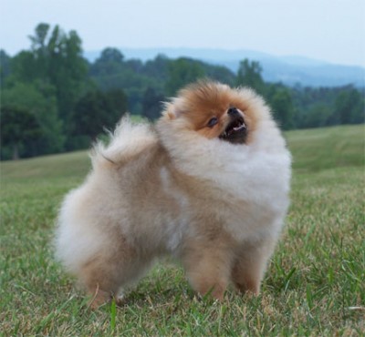 Cinnamon at 6months old in Charlottesville. I love the scenery at this show site and
                                I try to take photos there every year!