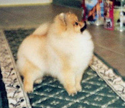 Dallas at 5mos old - the first photo I ever saw of him. It was love at first site!!