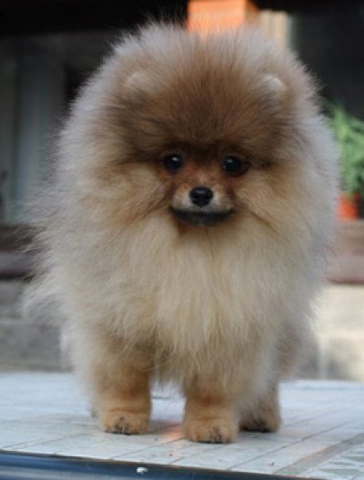 Roulette at 4mos old