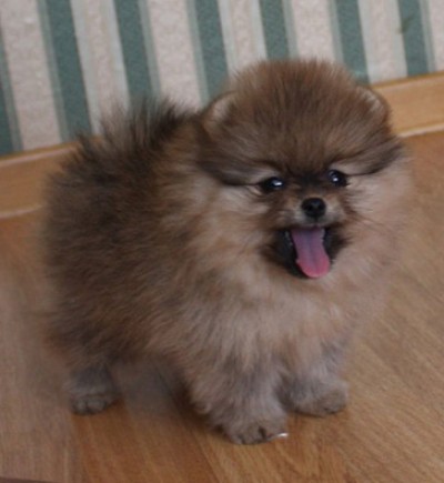 Roulette at 8 wks old