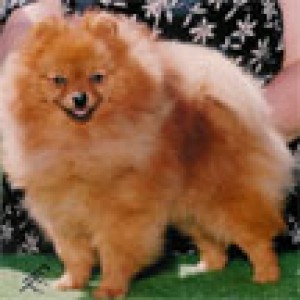 Cheyenne's Timstopper's Buddy