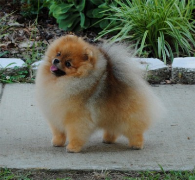 Darcy at 2yrs 5mos old