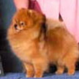 Pomhaven's Nip N' Tuck