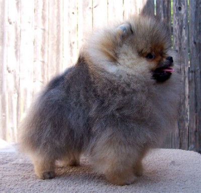 Darcy at 14 weeks old