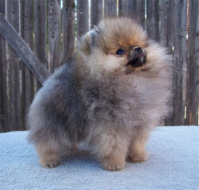 Darcy at 12 weeks old