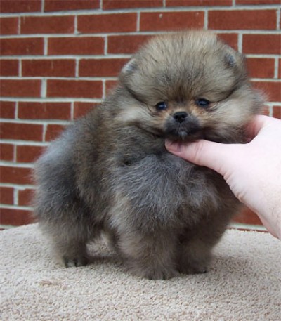 Darcy at 8 weeks old