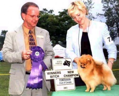 Danny finishing her Canadian championship at the Pom Club of Canada National Specialty