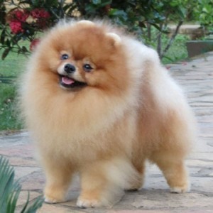 Stealurheart's Stand By Me