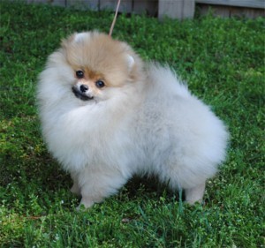 Honeykist N Silhouette Speak No Evil