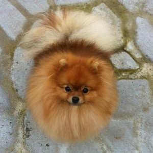 La Maison Tete A Tete