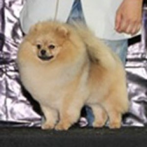 Phil Ch. Este'Ra Enter Of The Legend