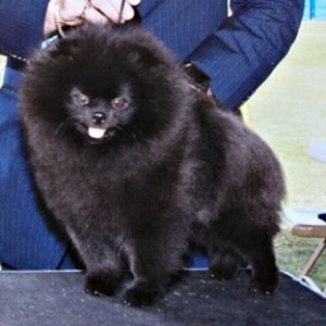 Stealurheart's I Have a Dream (pointed)