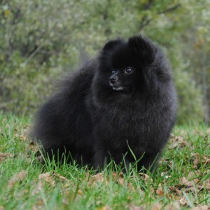 Stealurheart's Rav'n Reviews