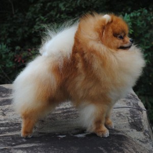 Ch. Honeykist Speak of the Devil