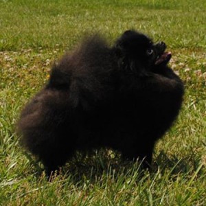 Chriscendo Coincidence (pointed)