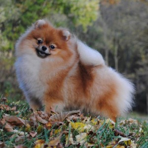 Ch. Stealurheart's La Belle Courtesan