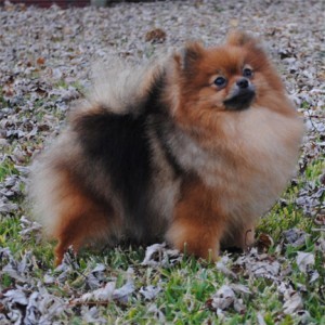 Stealurheart's Lil Bit-O-Wit