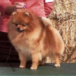 Ch. Nowland's Little Darla Hood