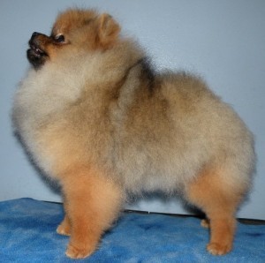 Nowland's Janie's Got A Gun (major pointed)