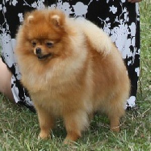 Can Ch. Kristari's Divine Sense