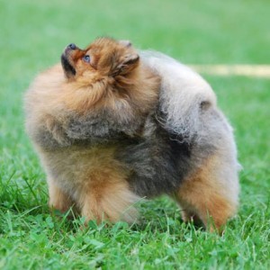 Mythical Sense Ability