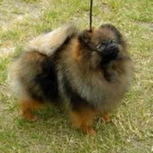 Can Ch. Hitimes Lady Pagan of Cheyenne