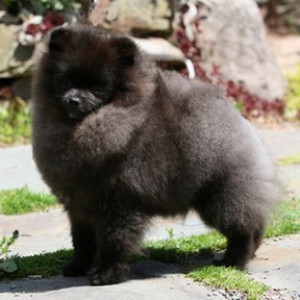 Chriscendo Chronicle