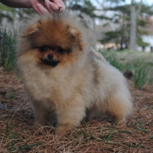 Silhouette's Slayer of Kings