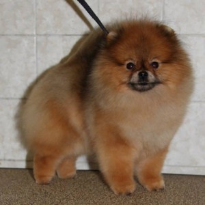 Mythical Leap In The Dark