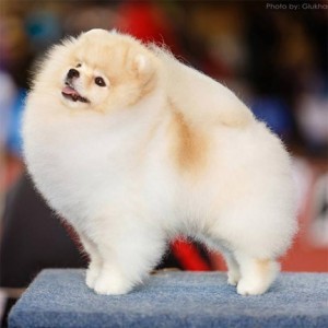 Rus/Bgr/Blr Ch. Dan-Star-Kom Lenny Boy