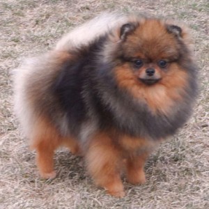 Nowland's Silence of the Lambs (major pointed)