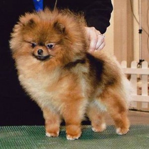 Ch. Nowland's Sultry Strutn Sensation of Zeigen