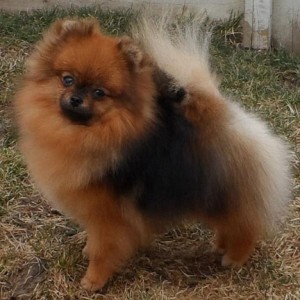 Ch. Nowland's Stir of Echoes