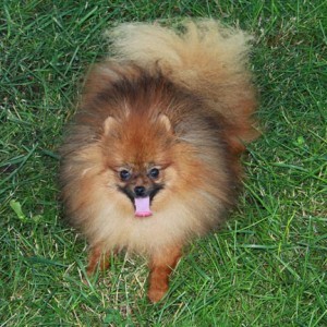 Mythical Sense of Adventure