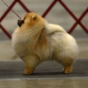 Ch. Dee Little Night At The Roxy