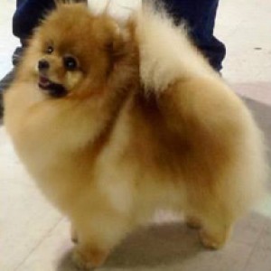 Fon's Float Like A Hawk