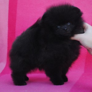 Dee Little Black Book