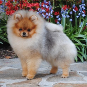 Ch. Accolade's Heck of a Time