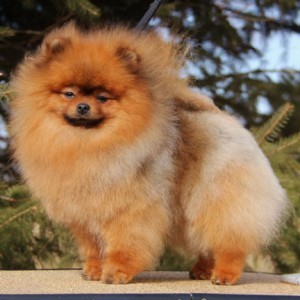 Ch. Mythical Easy On The Eyes