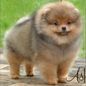 SunRyze Poms A Legend A Dream