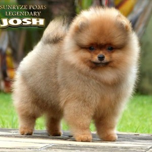 SunRyze Poms Legendary