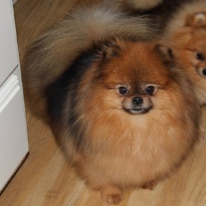 Mythical Common Sense