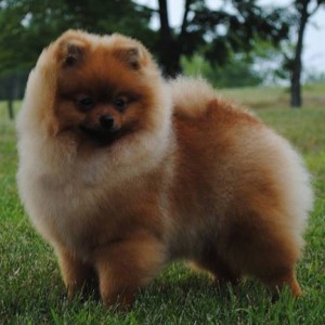 Reginapoms Mtn. View Hysteria (major pointed)