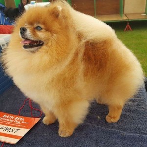 Dan-Star-Kom Lion Heart