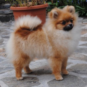 Razzle Dazzle Jorja Sings The Blues