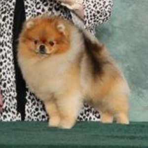 Can Ch. Chriscendo Call of the Sun