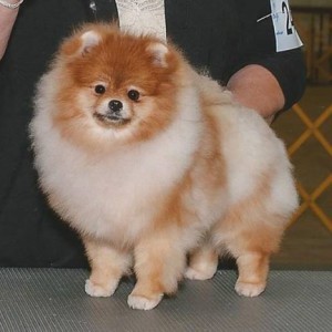 GCh. Couture's Heck of a Day (2015 APC RWB)