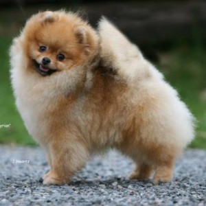 Am/Can Ch. Chriscendo Casterly Rock