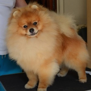 Reginapoms Mtn View Armageddon It