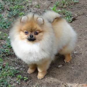 Nowland's Princess Warrior Athena